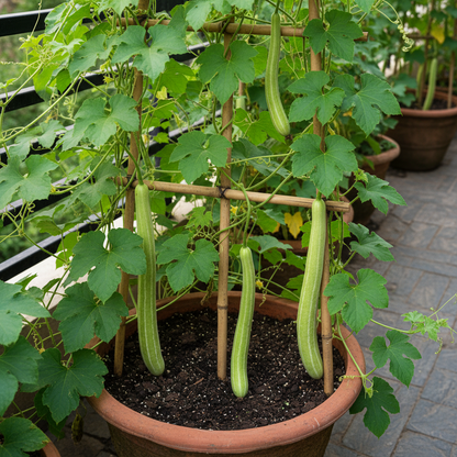 Green Snake Gourd Vegetable Seeds for Planting – Snake Gourd Seeds