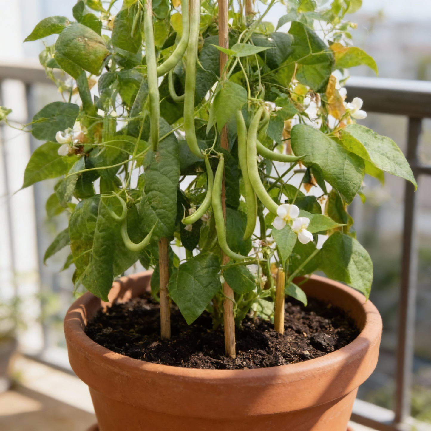 White Half Runner Green Bean Seeds for Planting – High Yield Vegetable