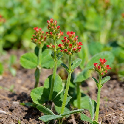 Crimson Clover Seeds for Garden Planting