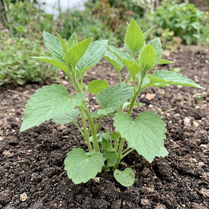 Bellflower Nettle-Leaved Flower Seeds for Planting – Hardy Perennial Blooms for Cottage & Pollinator Gardens