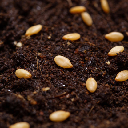 Cannonball Gourd Seeds for Planting – Ornamental Climbing Vegetable for Garden
