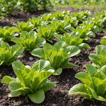Gulley’s Favorite Lettuce Seeds – Crisp Greens for Planting