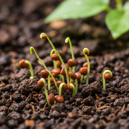 Red Cypress Vine Flower Seeds for Vibrant Climbing Blooms