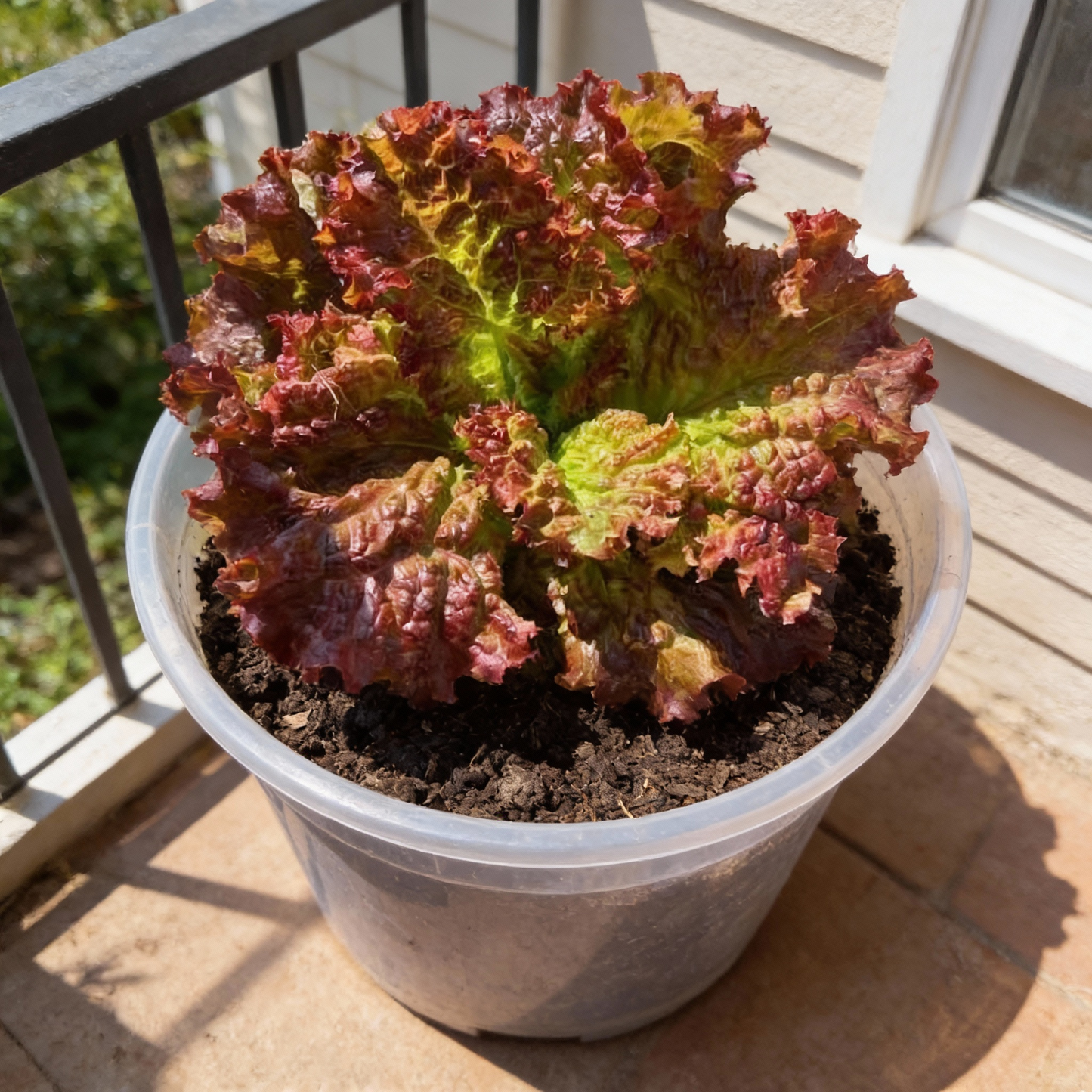 Lollo Rosso Lettuce Seeds - Heirloom Lettuce Seeds for Home Garden