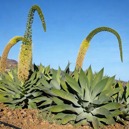 Agave Attenuata Seeds – Elegant Fox Tail Agave Ornamental Succulent