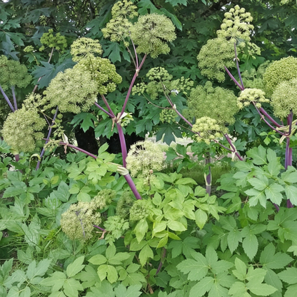 Angelica Holy Ghost Seeds for Planting – Premium Garden-Ready Herb