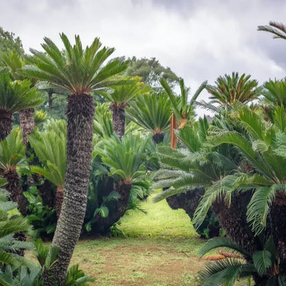 Green Cycads Tree Seeds for Planting – Ornamental Cycad Palm-Like Tree
