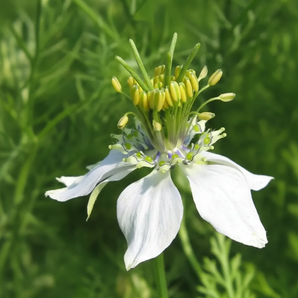 Cumin Seeds – Cuminum cyminum Aromatic Spice Herb for Home Gardens