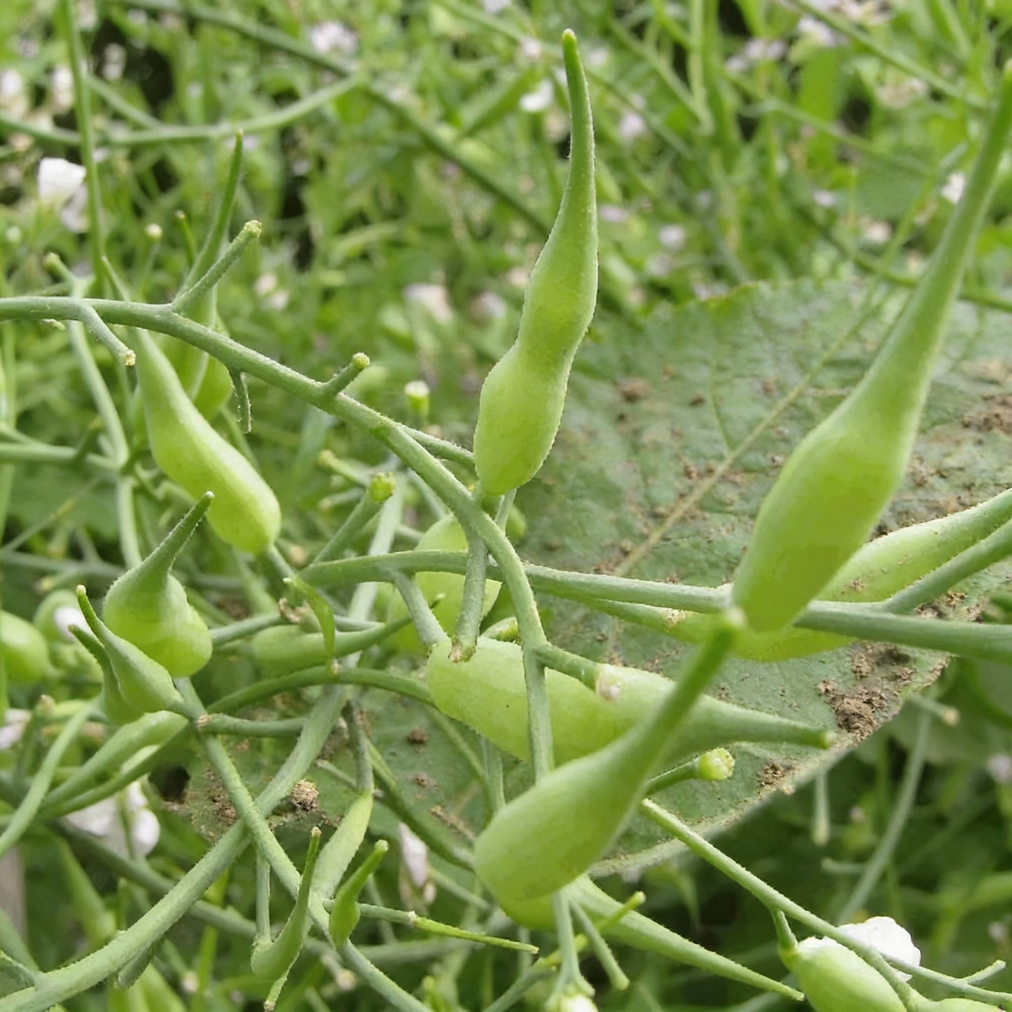 Rat-Tailed Radish Seeds – Long, Crunchy Roots for Home & Kitchen Gardens