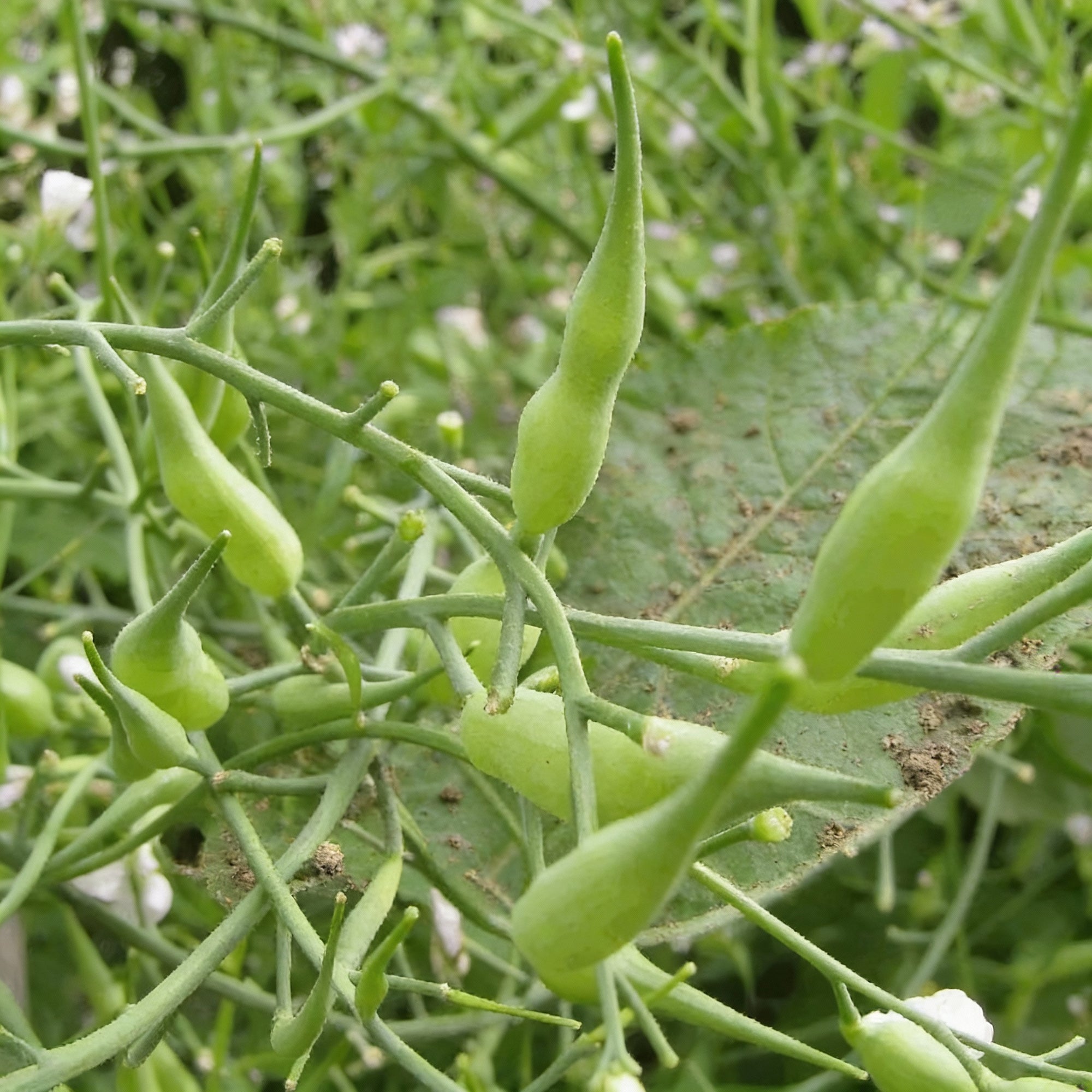 rat-tailed-radish-seeds-long-crunchy-roots-for-home-kitchen-gardens
