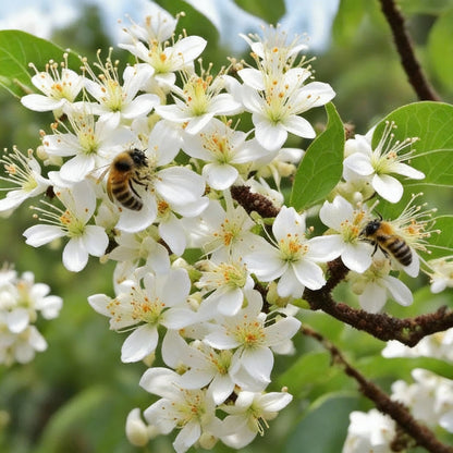 Bee-Beloved Euodia Hupehensis Seeds for Planting – Pollinator-Friendly Tree