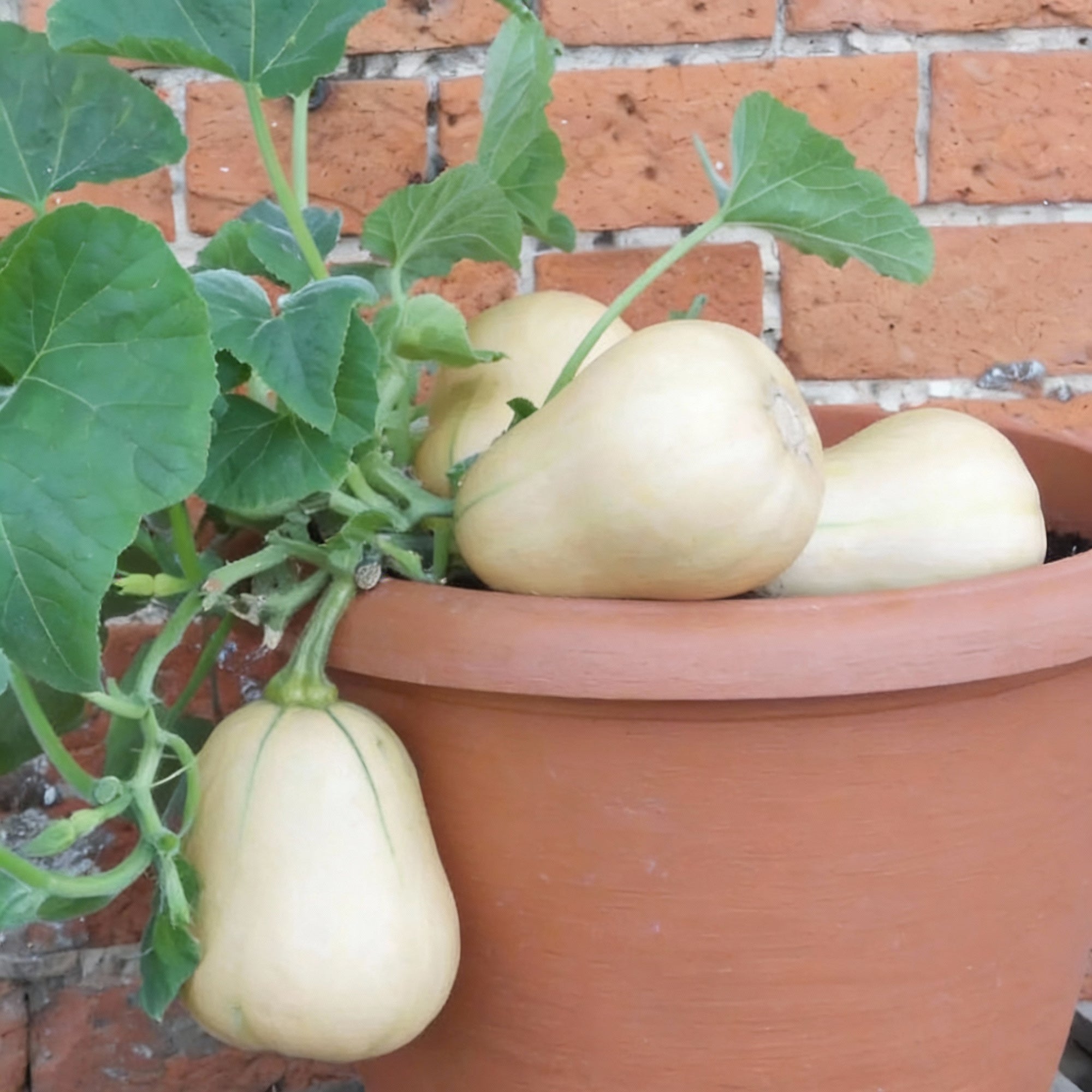 butternut-squash-butterbush-seeds-compact-high-yield-perfect-for-small-gardens