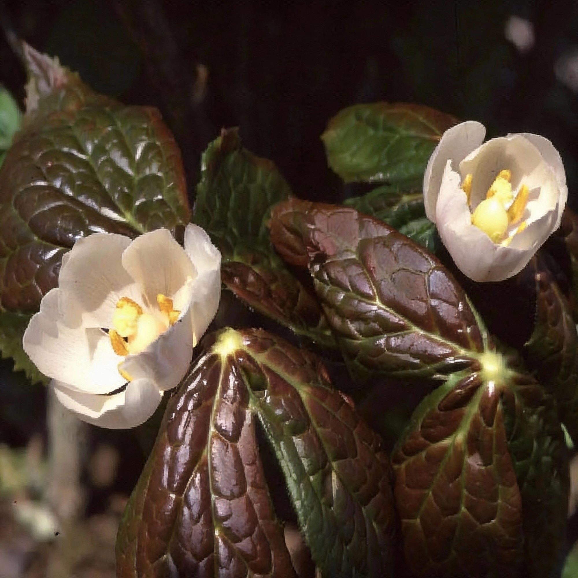 podophyllum-hexandrum-seeds-himalayan-mayapple-for-planting