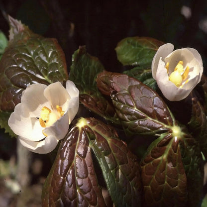 Podophyllum hexandrum Seeds – Himalayan Mayapple for Planting