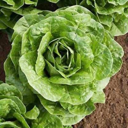 Lettuce All Year Round Seeds – High-Yield Heirloom Lettuce for Continuous Harvests