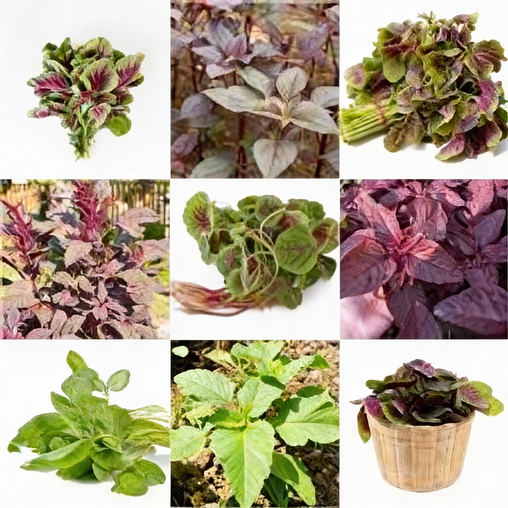 amaranth-heirloom-mix-vegetable-seeds-for-gardening