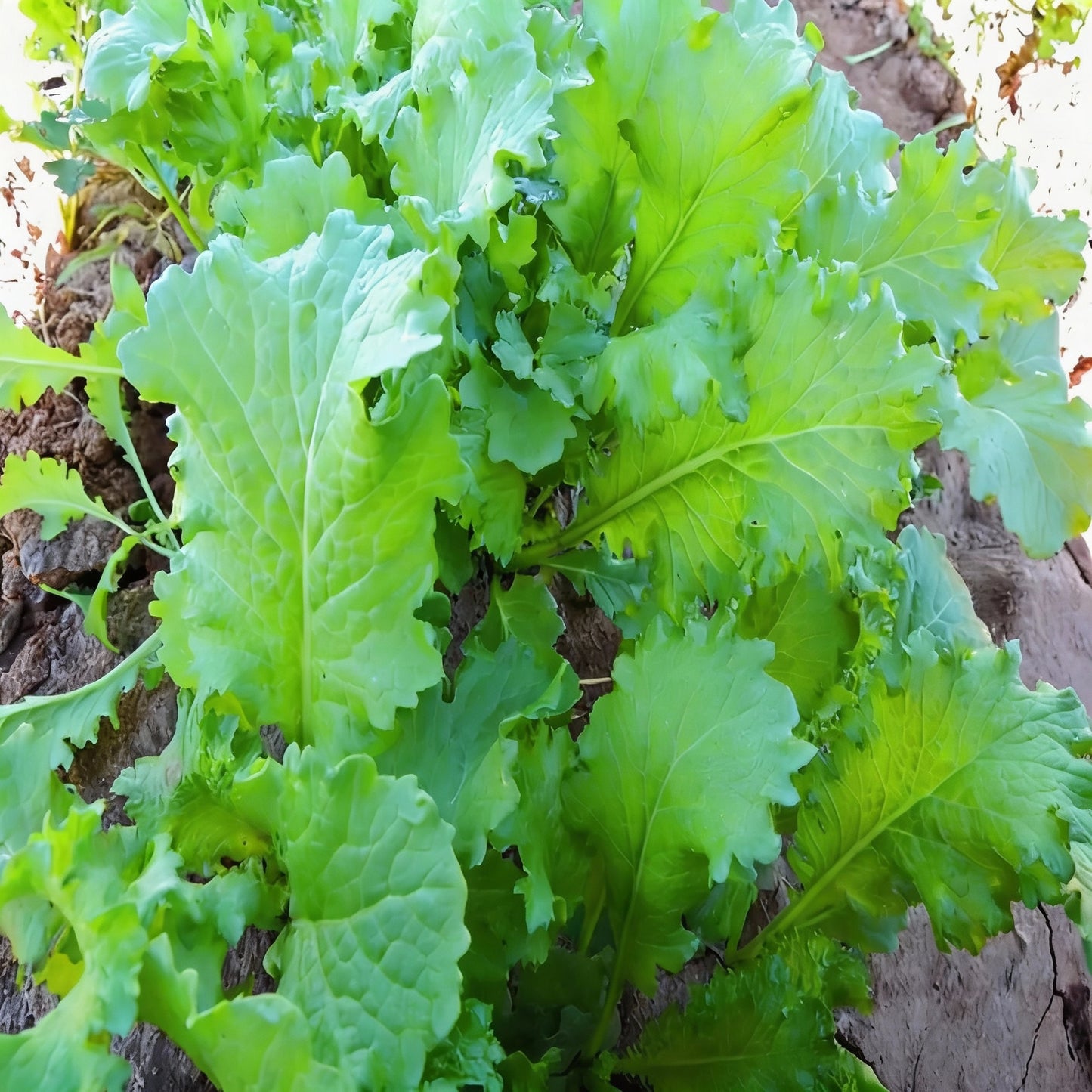 Brassica Juncea Seeds for Planting – Flavorful Mustard Greens