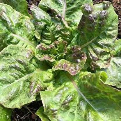 Goose Lettuce Seeds – Leafy Greens for Planting