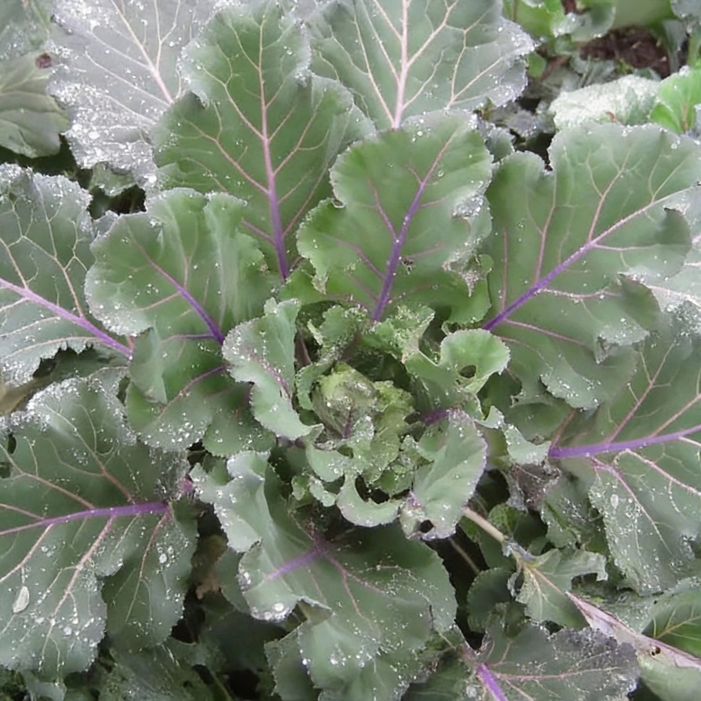 Ellen Felton Dark Lettuce Seeds for Planting