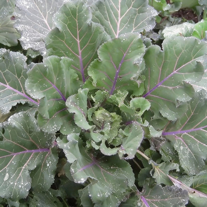 Ellen Felton Dark Lettuce Seeds for Planting