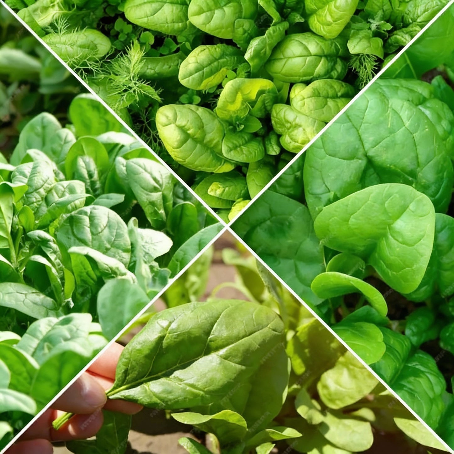 Spinach – Heirloom Mix Seeds for Planting & Gardening
