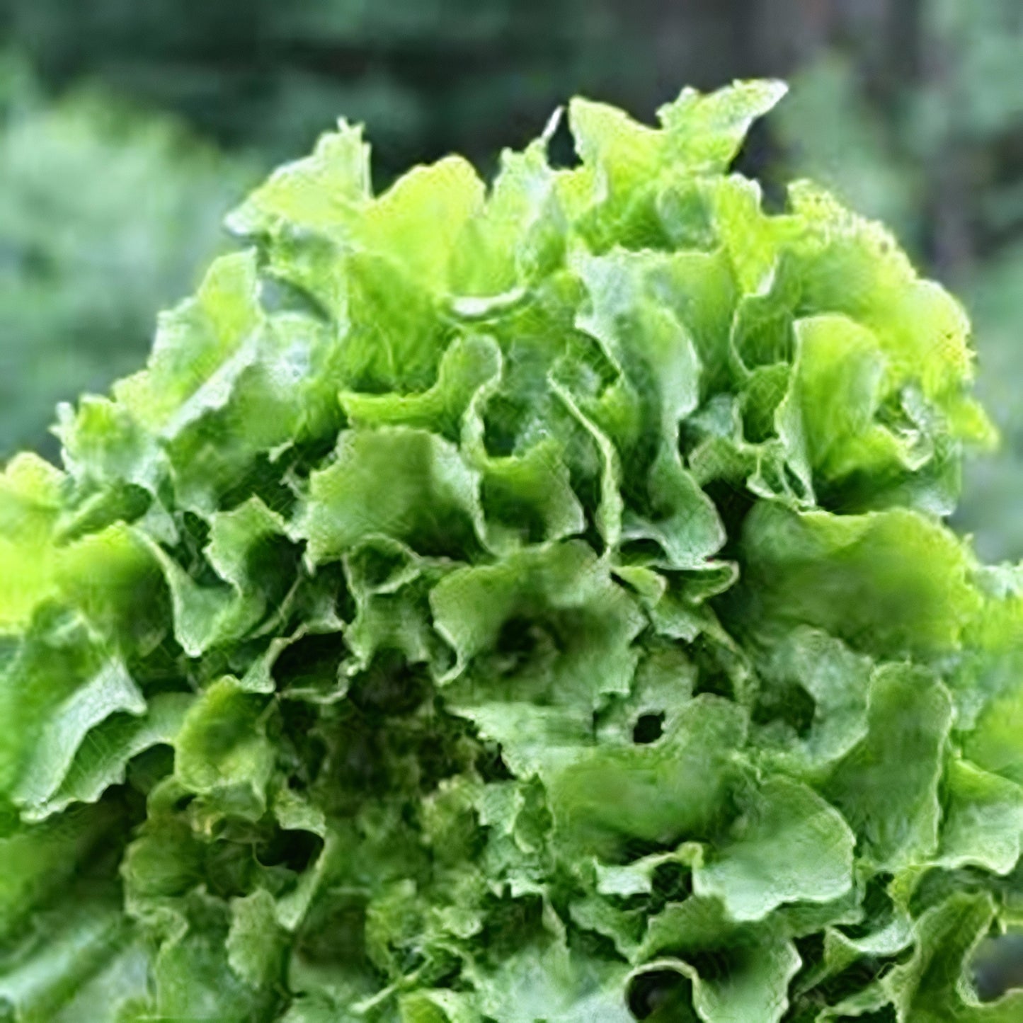 Pink Star Endive Vegetable Seeds – Premium Quality for Your Garden