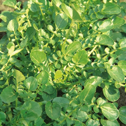 American Land Cress Seeds for Planting