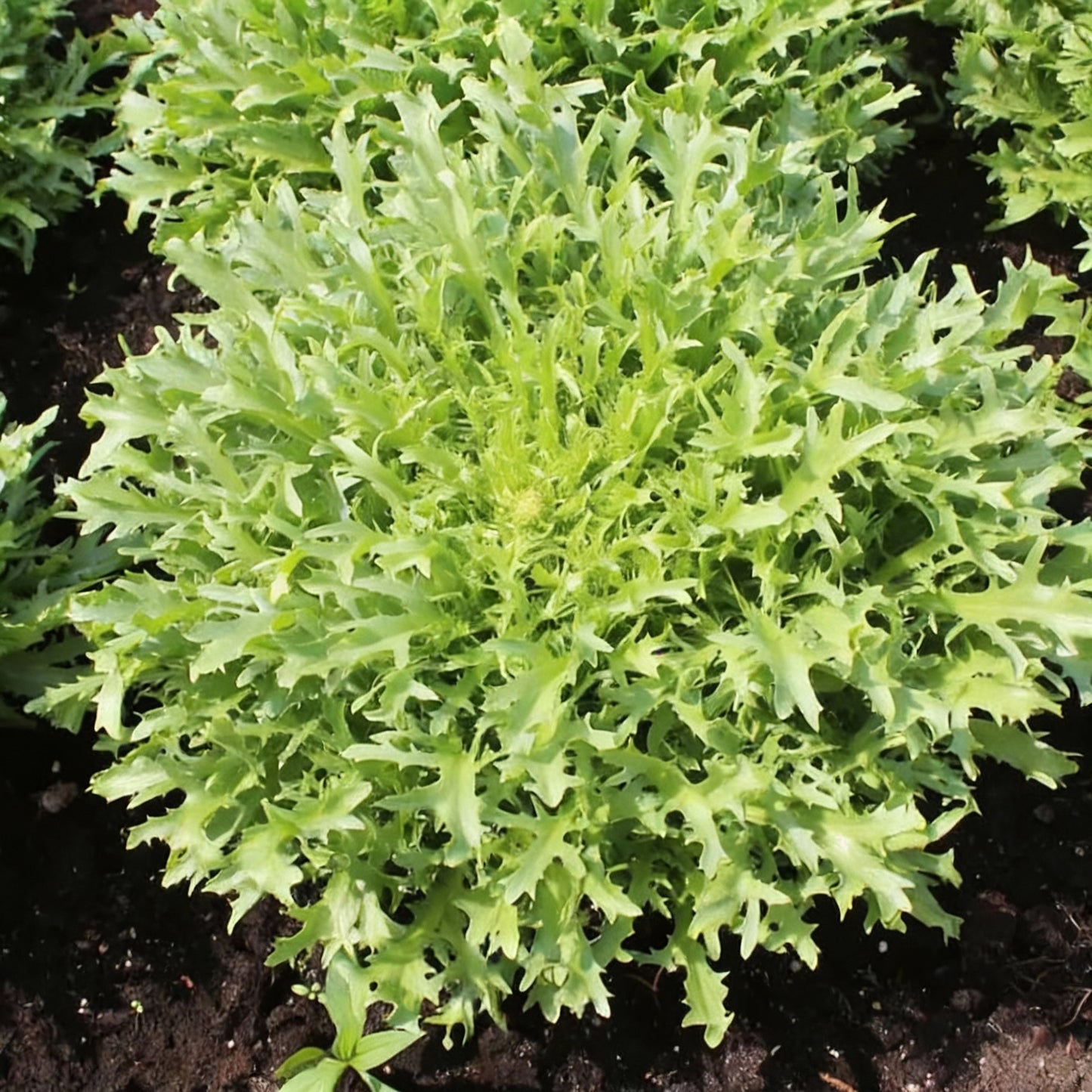 Res Fine Maraîchère Endive Vegetable Seeds – Premium Endive for Home Gardening