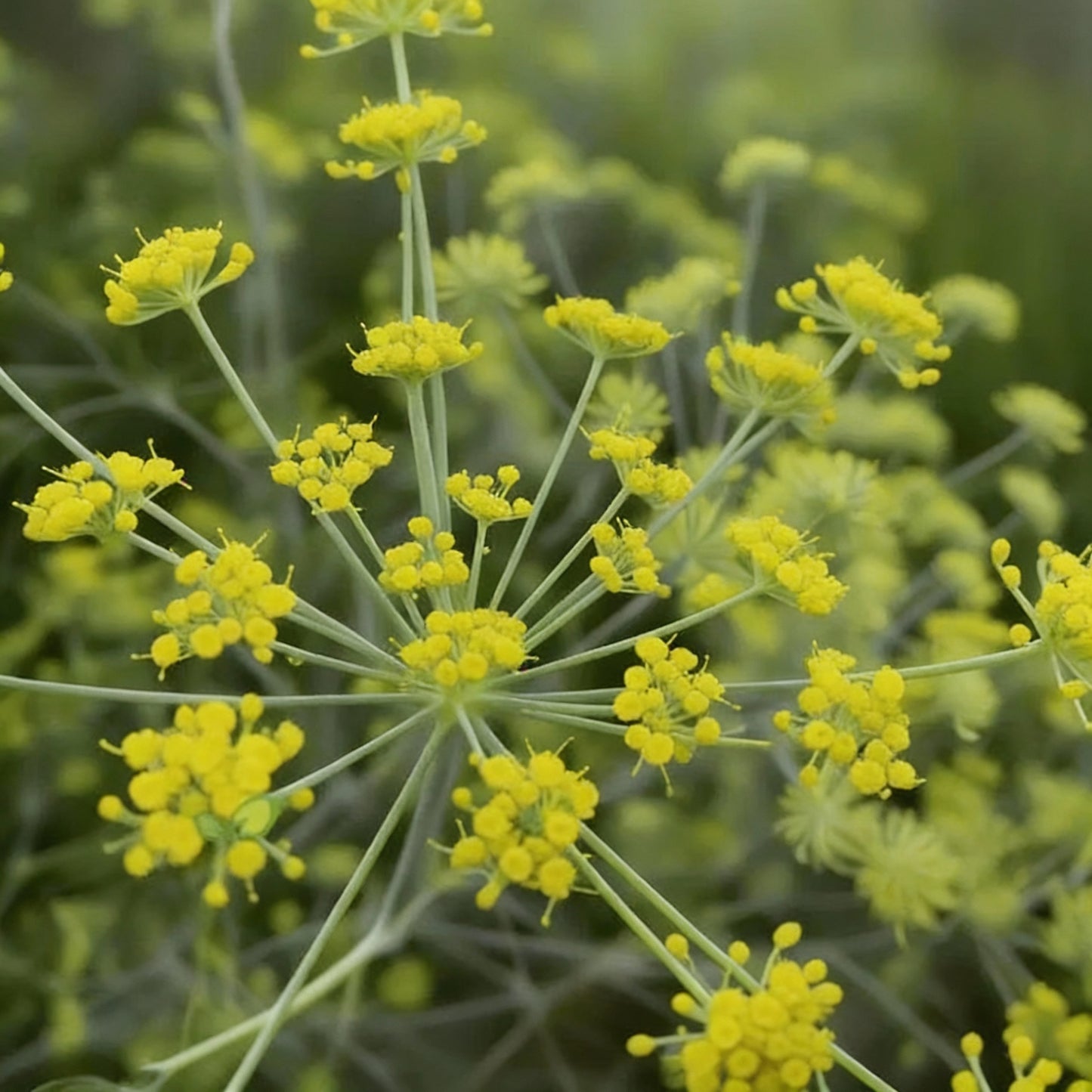 Anise Seeds – Aromatic Flowering Herb Seeds for Culinary & Herbal Gardens