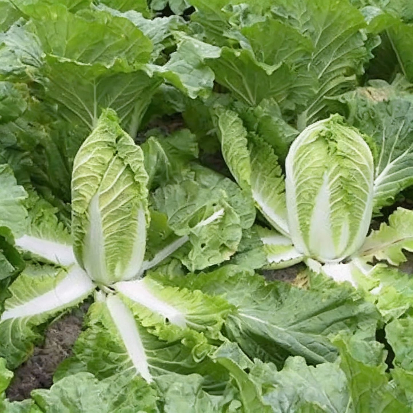 Chinese Cabbage Wong Bok Vegetable Seeds for Planting