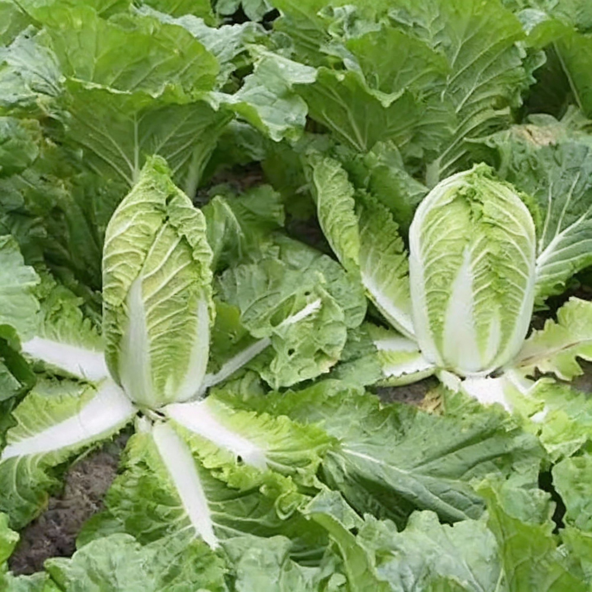 chinese-cabbage-wong-bok-napa-vegetable-seeds-crisp-flavorful-greens