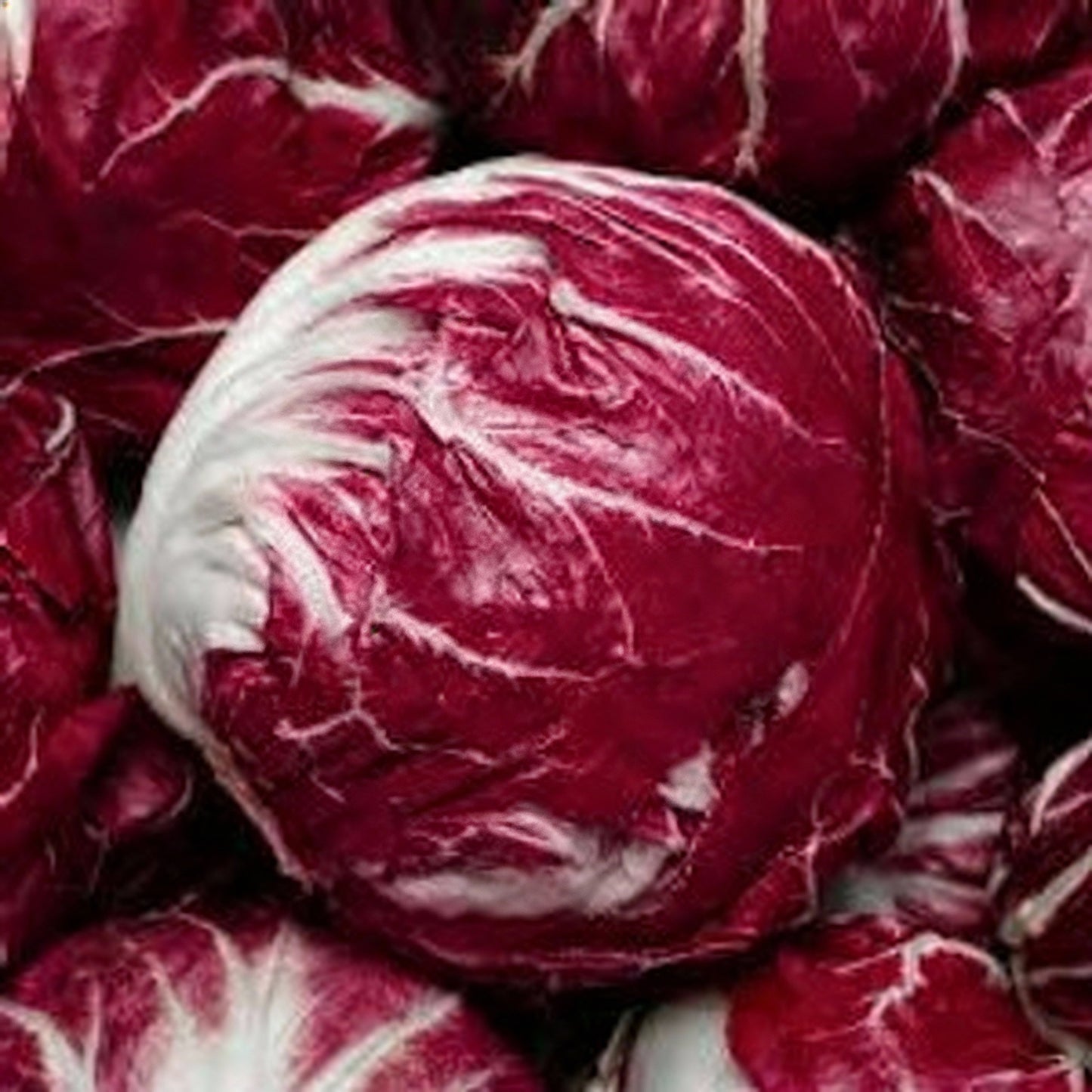 Rossa Di Verona Radicchio Seeds for Planting