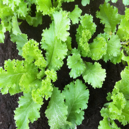 Brassica Juncea Seeds for Planting – Flavorful Mustard Greens