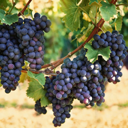 Mixed Grape Fruit Seeds for Planting – Grow Assorted Sweet Citrus Fruits