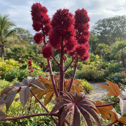 Ricinus Gibsonii Seeds - Castor Bean Flower Seeds for Garden