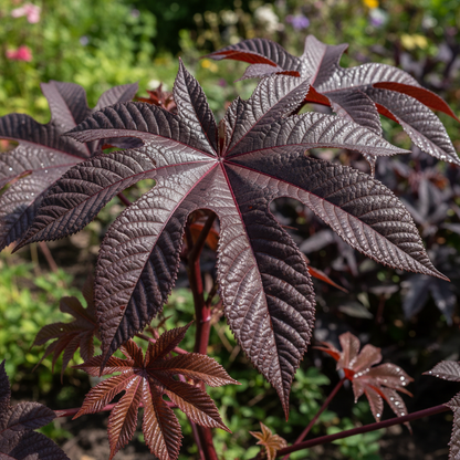 Ricinus Gibsonii Seeds - Castor Bean Flower Seeds for Garden