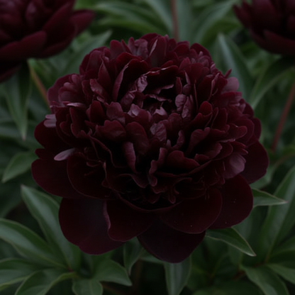 Peony Heirloom Seeds – Robusta Sorbetto Black for Planting