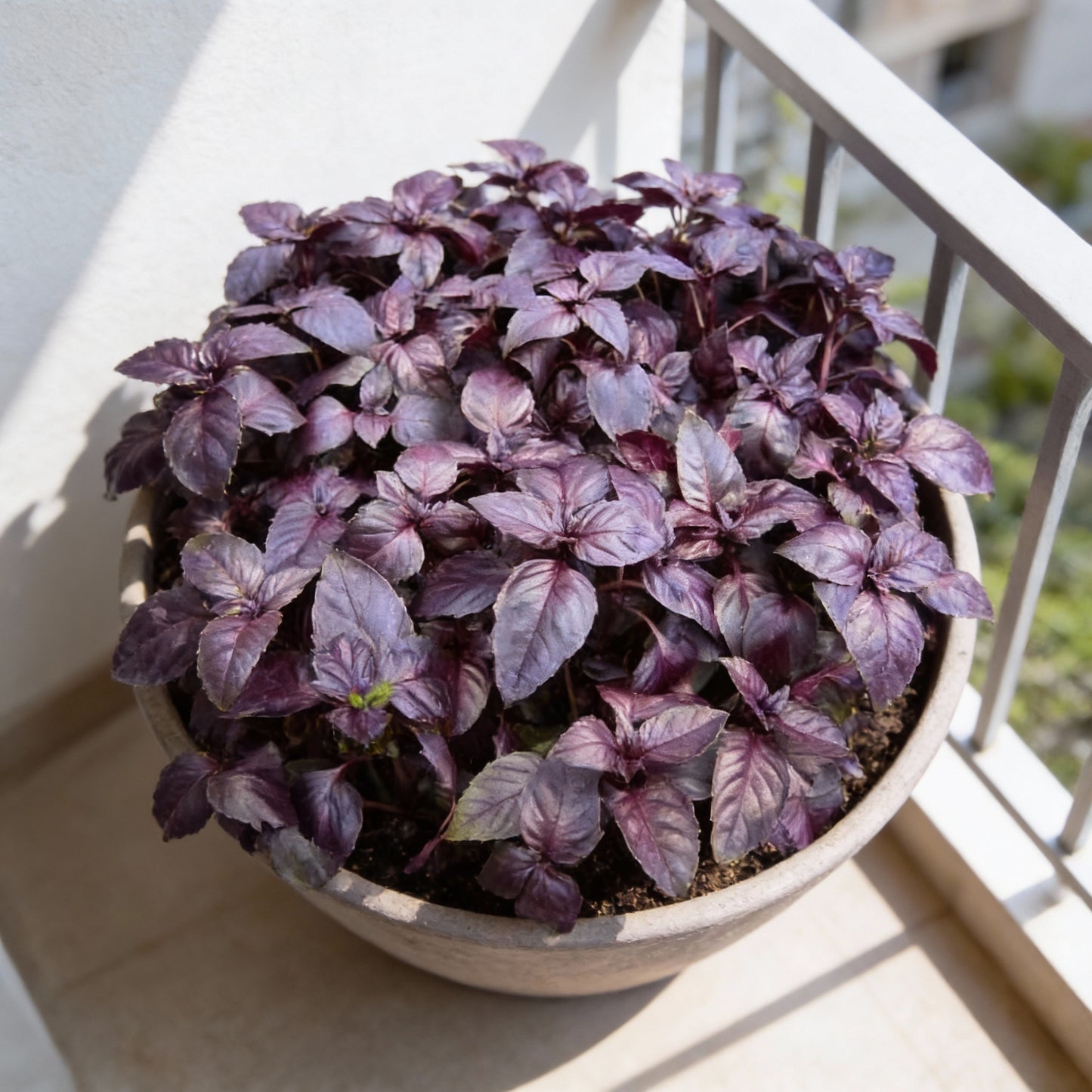 Dark Red Opal Basil Seeds – Deep Purple Aromatic Herb for Home Gardens