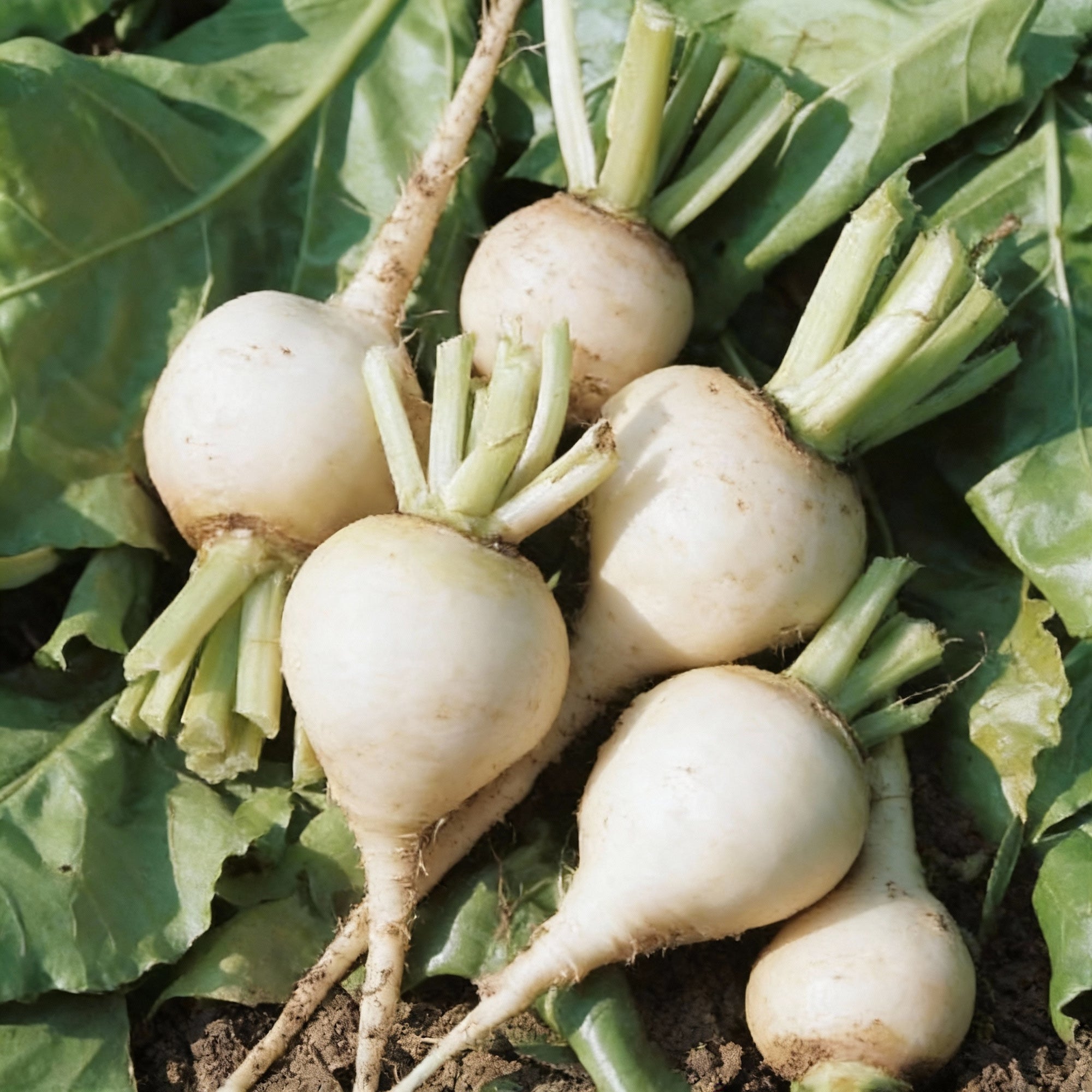 beetroot-avalanche-f1-seeds-high-yield-hybrid-root-vegetable-seeds