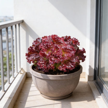 Red Velvet Lettuce Seeds – Crisp, Deep Red Leaves for Home Gardens