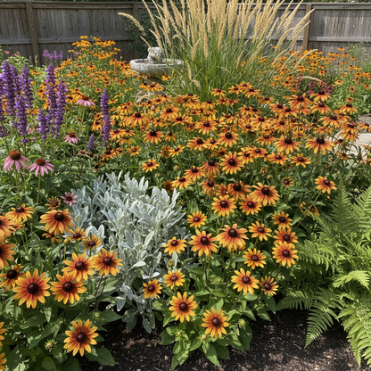 Rudbeckia Hirta Sahara Flower Seeds for Garden Planting