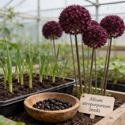 Allium Atropurpureum Seeds for Planting – Deep Red Purple Blooms