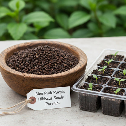 Blue Pink & Purple Hibiscus Seeds for Planting – Colorful Perennial Flowering Plant