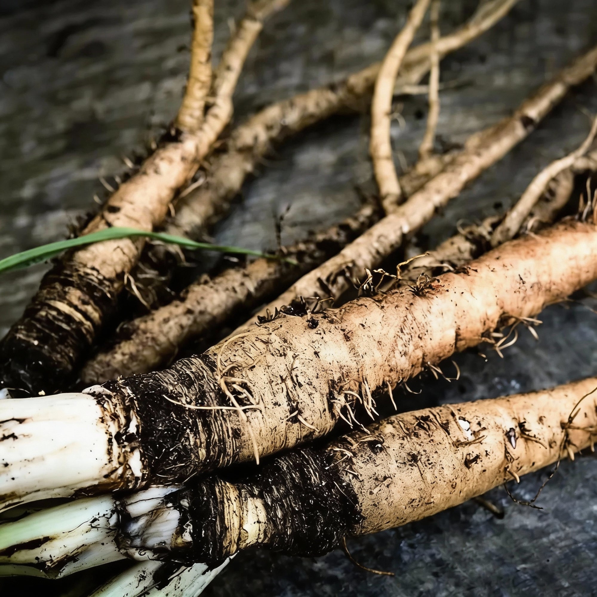 salsify-sandwich-island-vegetable-seeds-exotic-nutritious-root-crop-for-home-gardens
