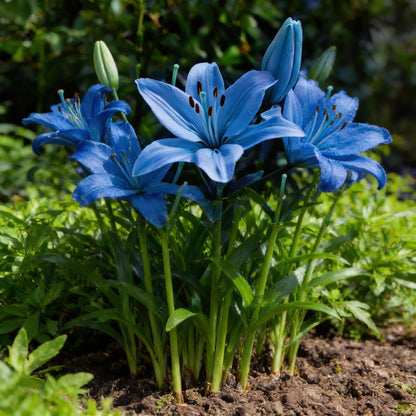 Blue Rare Lily Seeds for Planting