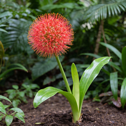 Scadoxus Multiflorus Seeds – Blood Lily Flower for Planting