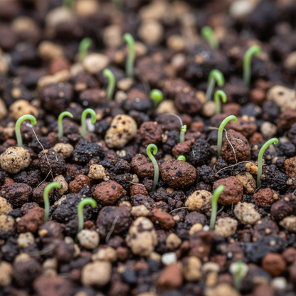 Yellow Sedum kamtschaticum Seeds for Garden and Pots