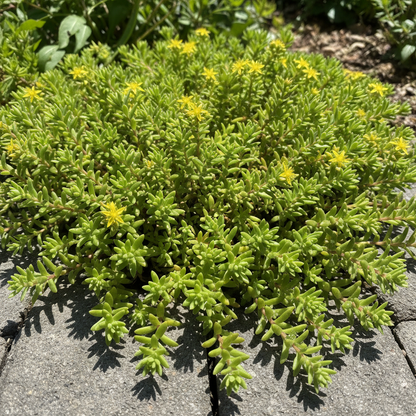 Sedum Sarmentosum Succulent Seeds - Sedum Ground Cover Seeds for Garden
