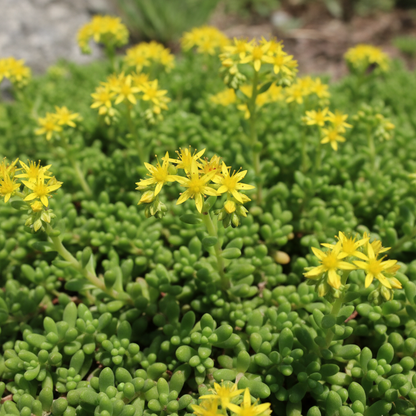 Sedum Sarmentosum Succulent Seeds - Sedum Ground Cover Seeds for Garden