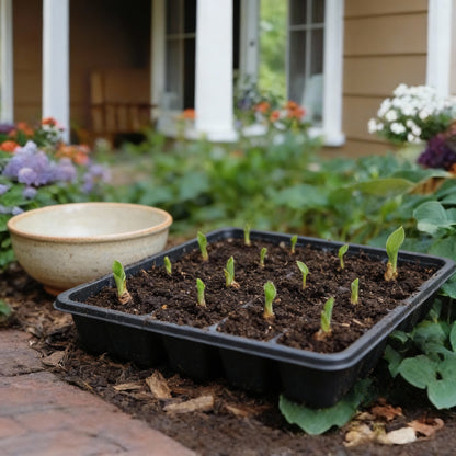Orange Hosta Seeds for Planting - Shade Garden Perennial